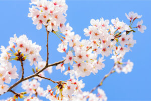 感動シーンを彩る！【オリジナル名入れプリントで思い出に残る卒団式を】