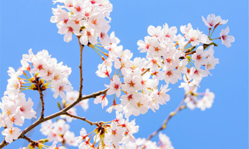 感動シーンを彩る！【オリジナル名入れプリントで思い出に残る卒団式を】