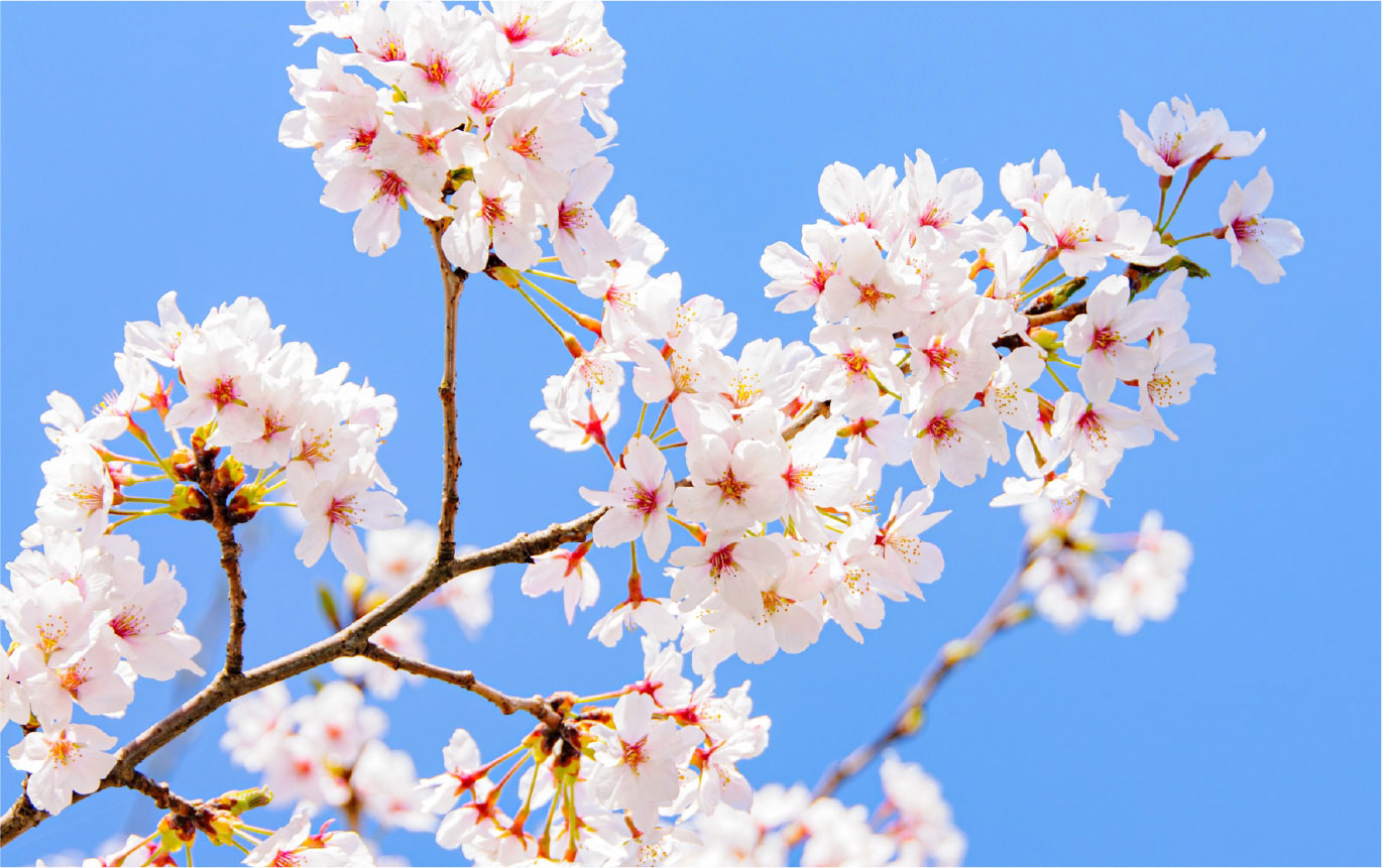 感動シーンを彩る！【オリジナル名入れプリントで思い出に残る卒団式を】